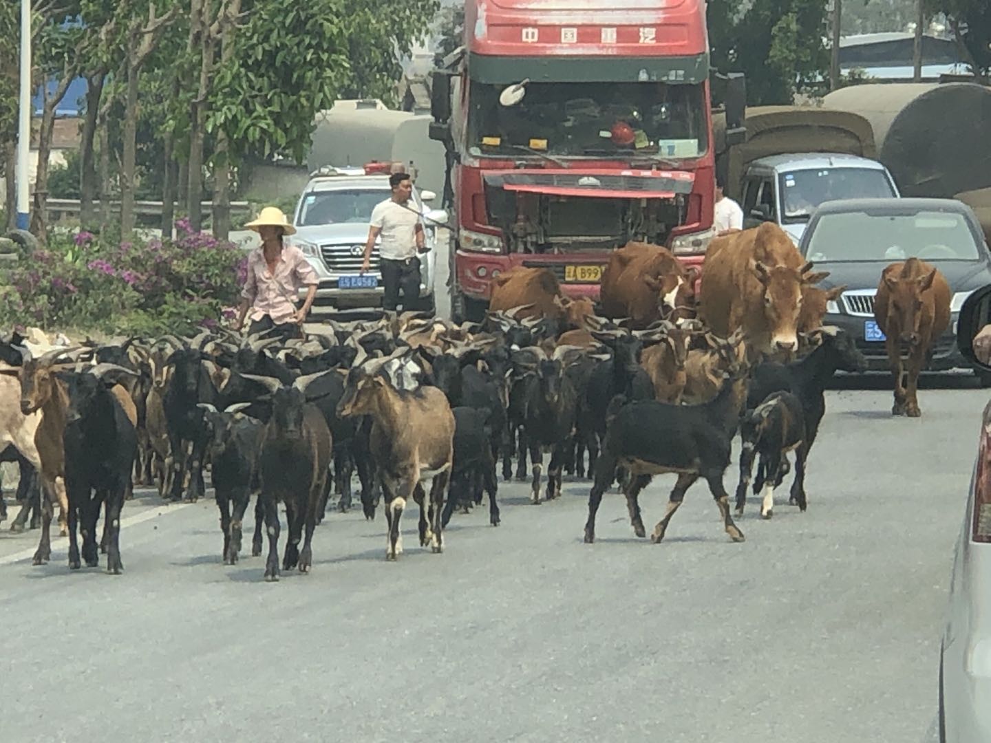 安全行车12大群动物.jpg